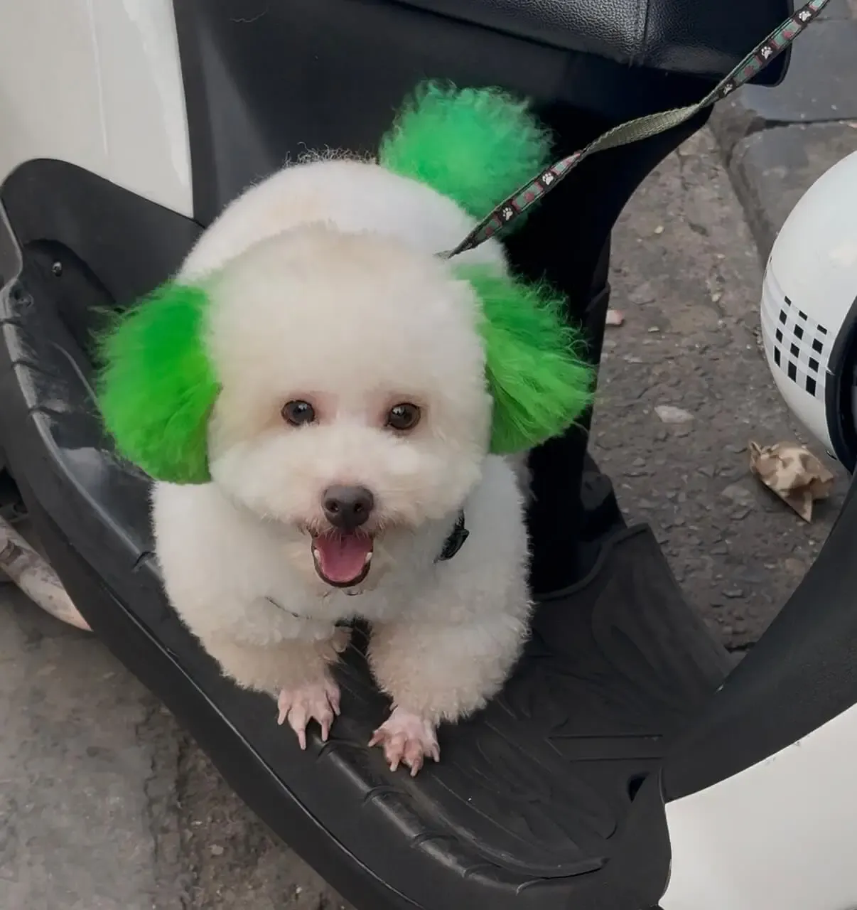 Perros vietnamitas con estilos