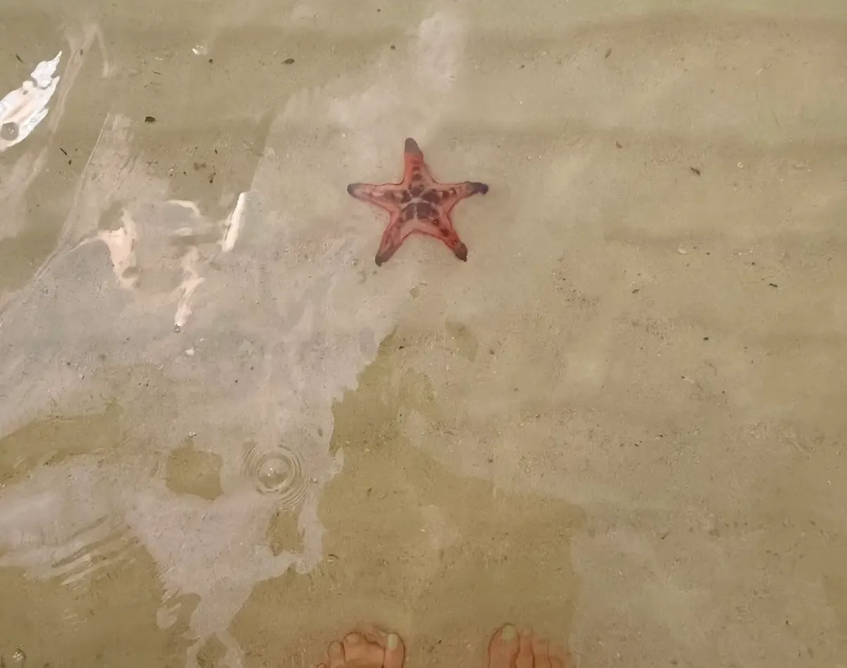 Starfish Beach à Phu Quoc, Vietnam — plage vide avec étoiles de mer mortes