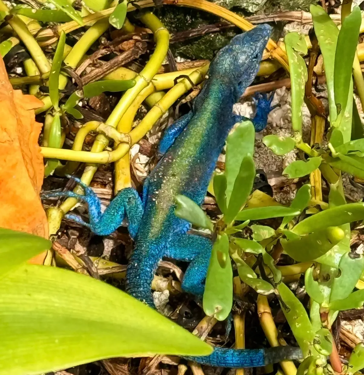 Lagarto azul de San Andrés