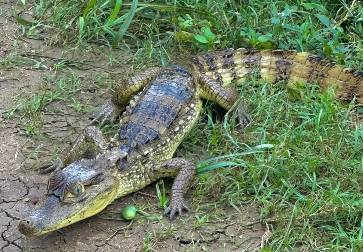 Cocodrilo en San Andrés
