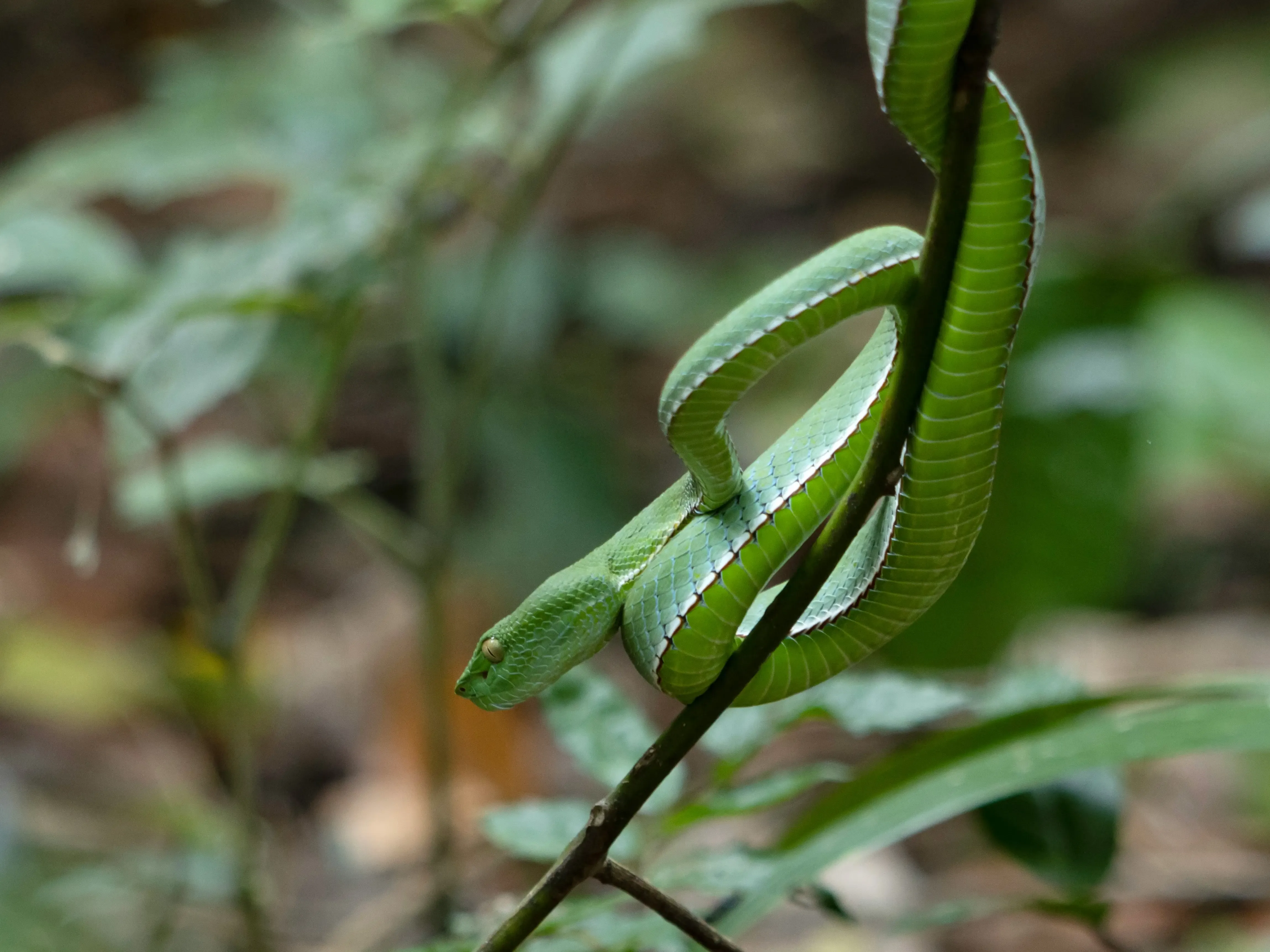 Arnaque des Photos avec des Animaux Exotiques à Phuket