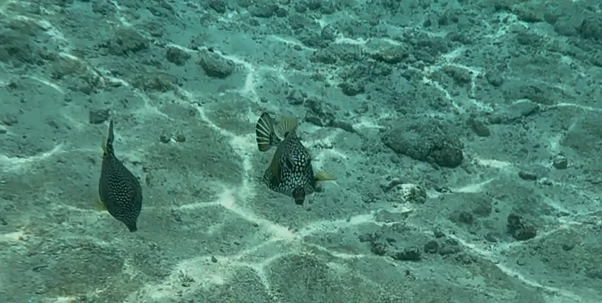 Pez Lactophrys triqueter en San Andrés