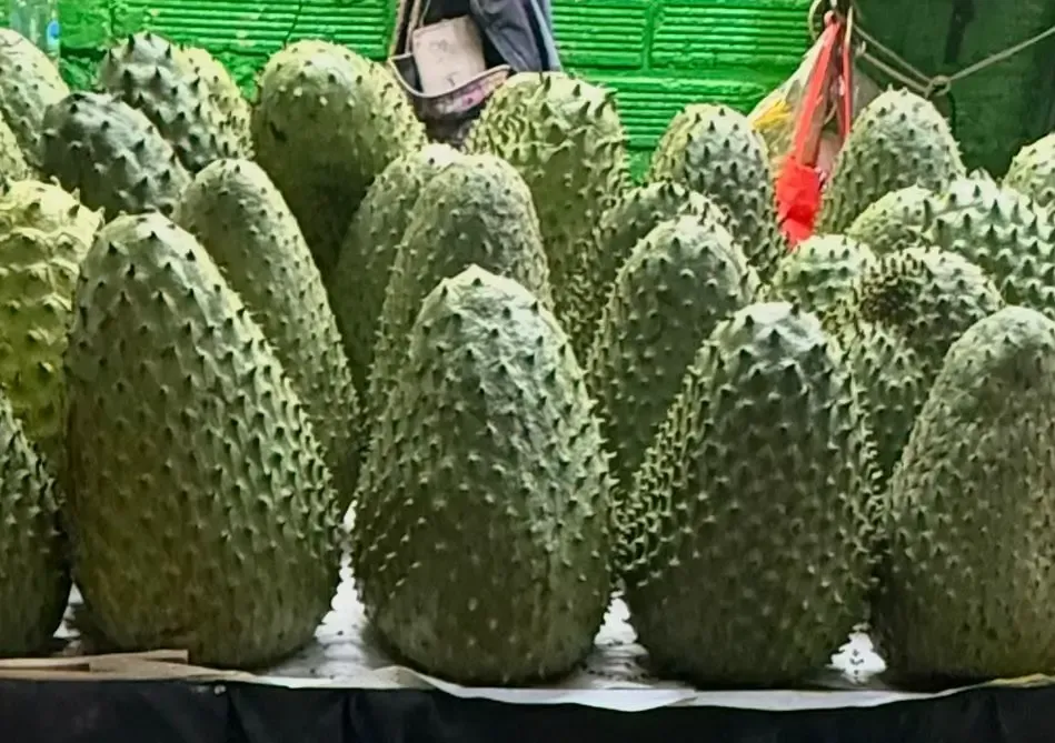 Corossol frais, gros fruit tropical de Colombie