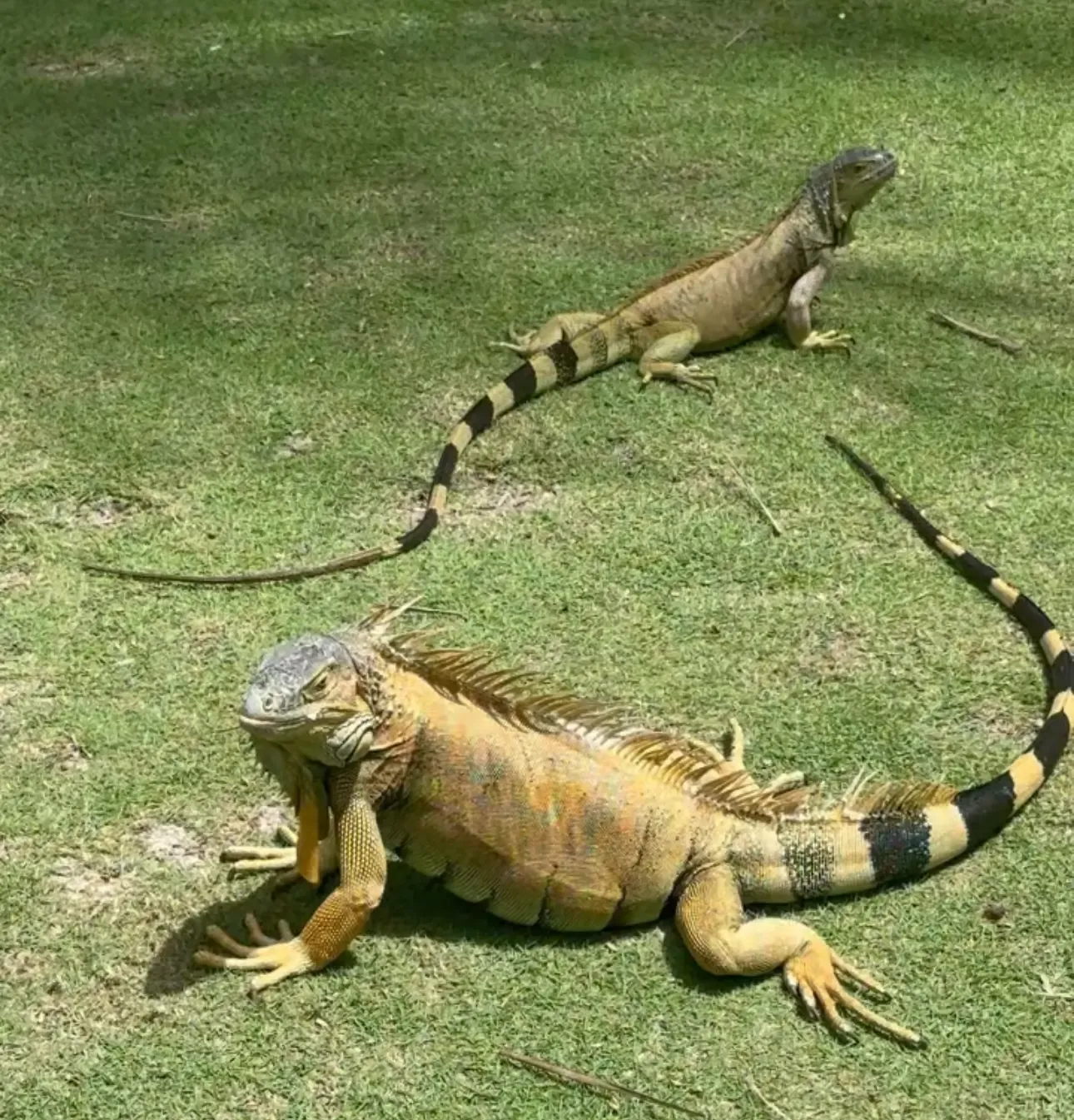 La iguana de San Andres