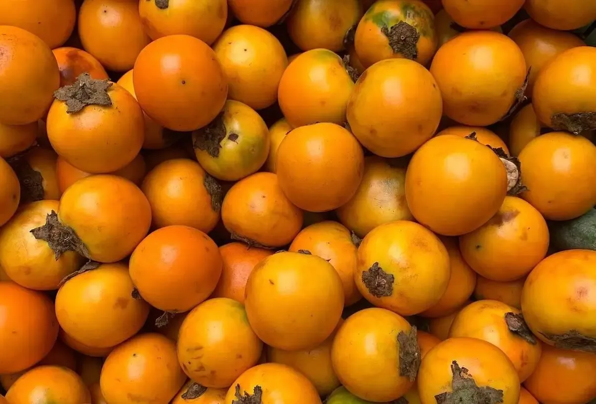 Lulo frais, fruit acidulé traditionnel de Colombie