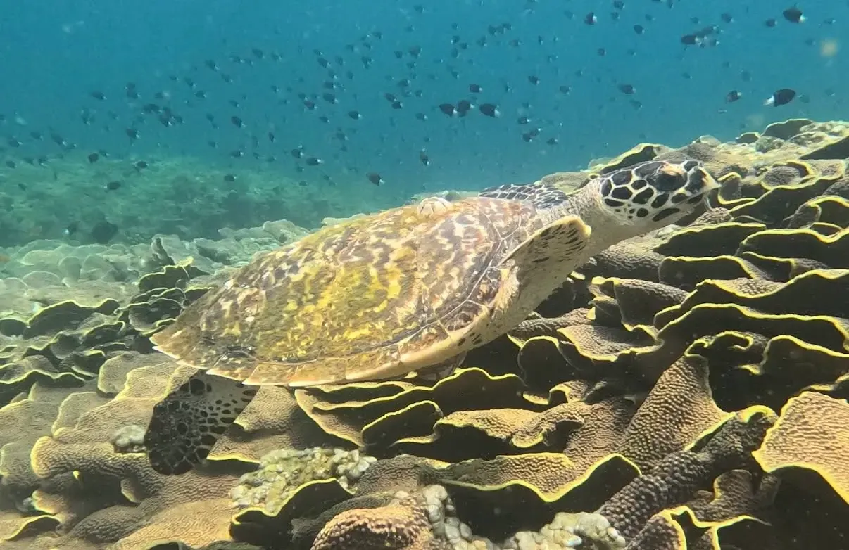 snorkeling à pyramides, à Amed