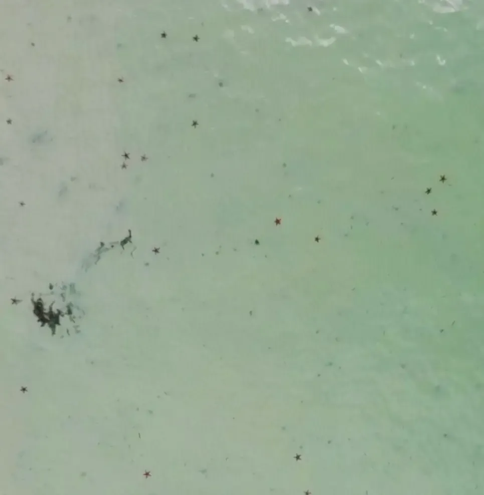 Dead Starfish in Phu Quoc