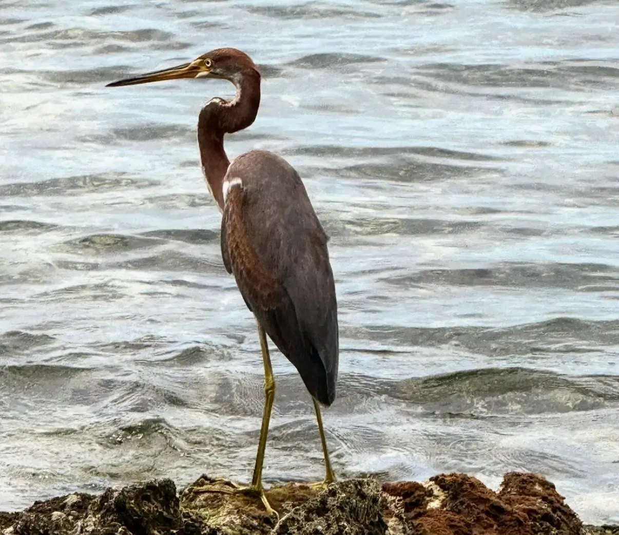 Garza Tricolor de San Andrés
